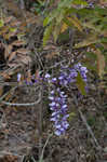 Japanese wisteria